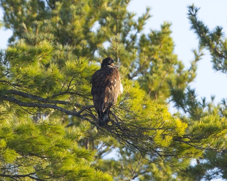 A large brown bird of prey, likely a hawk or eagle, is perched on a branch of a pine tree. The bird displays dark brown plumage with subtle lighter patches and is facing slightly to the right, gazing into the distance. The pine tree features vibrant green needles illuminated by sunlight, with additional pine trees visible in the blurred background against a clear blue sky.